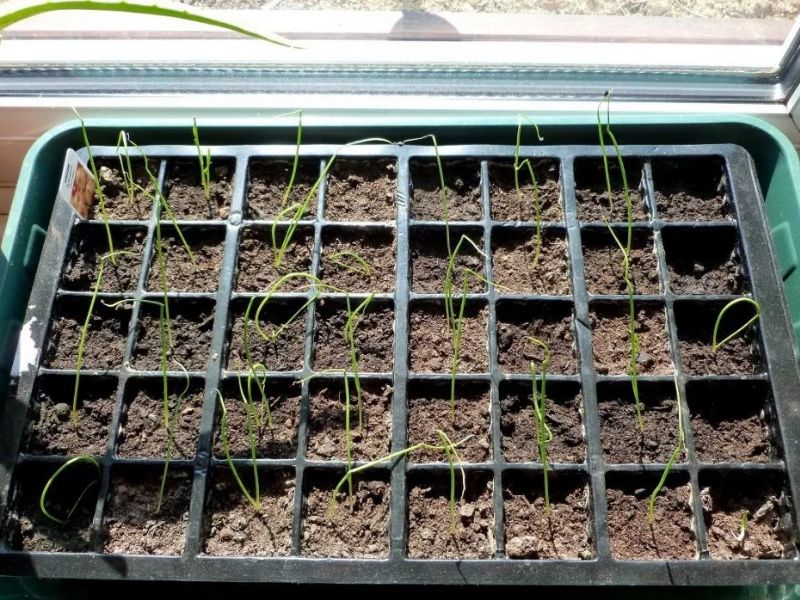 Как посадить семена лука